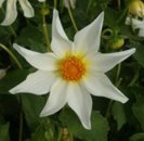 Dahlia North Star