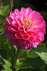 Dahlia Melody Pink Allegro