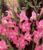 Gladiolus tubergenii Charm