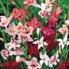 Mix gladiole pitice