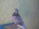 are 5 viteze si 5 demifonduri cu norma la viteza si la demifond in anul 2010