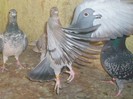 are 5 viteze si 5 demifonduri cu norma la viteza si demifond in anul 2010 si are 3 viteze si 4 demif