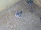 are 3 viteze si 4 demifonduri cu norma la demifond in anul 2011