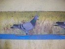 are 4 viteze si 5 demifonduri cu norma la demifond in anul 2011