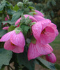 ABUTILON