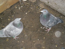 SAM_1049