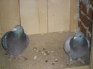 SAM_1052