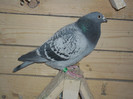 SAM_1065