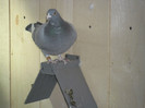 SAM_1067