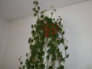 peperomia curgatoare
