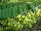 Averrhoa bilimbi