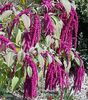 amaranthus_caudatus