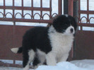 cazacu 2 luni