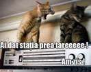 poze-amuzante-poza-amuzanta-pisica-zbiara-la-o-alta-pisica-si-ii-spune-ca-statia-este-data-prea-tare