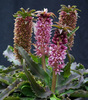 Eucomis Zambesiaca Baby Coral