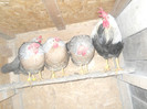 DSCN1386