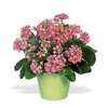 kalanchoe