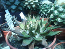 DSC01337