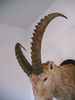 Trofeu de capra ibex naturalizat2