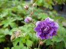 Geranium himalayense Plenum