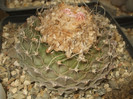 DSCF4952
