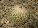 DSCF4953