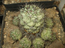 DSCF4955