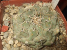 DSCF4956