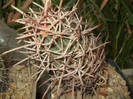 DSCF4957