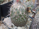 DSCF4959