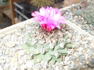 DSCF4962