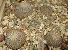 DSCF4964
