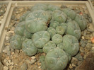 DSCF4966