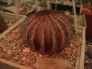 DSCF4973