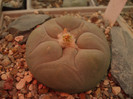 DSCF4974