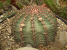 DSCF4975