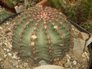 DSCF4978