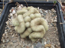 DSCF4979