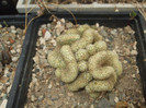 DSCF4981