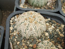 DSCF4982
