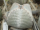 DSCF4988