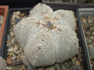 DSCF4991