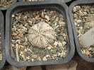 DSCF4993