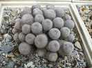 DSCF4995