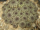 DSCF5001