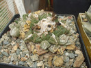 DSCF5030