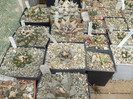 DSCF5031