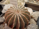 DSCF5036