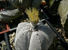 astrophytum_myriostigma_cv.Onzuka