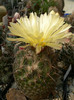 coryphantha_werdermanni